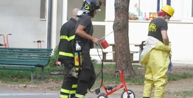 Sciame di vespe attacca una scuola, sette studenti in ospedale