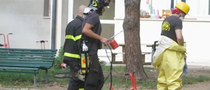 Sciame di vespe attacca una scuola, sette studenti in ospedale