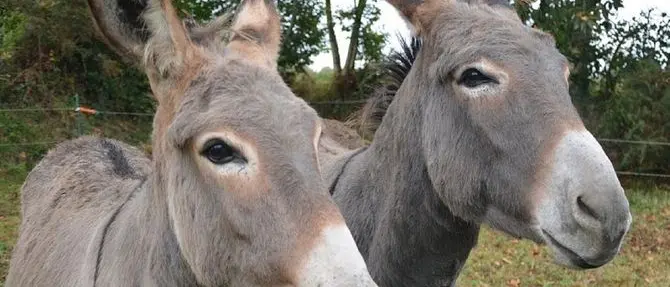 Pet therapy, a Cotronei si fa con gli asinelli nel centro di onoterapia