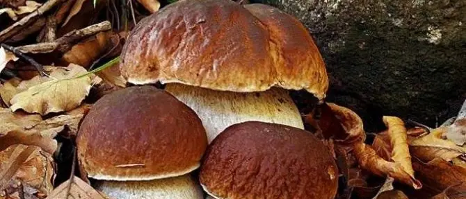 I porcini della Sila protagonisti della 50esima Sagra del fungo