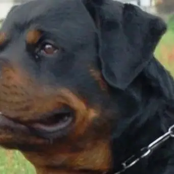 Bimba azzannata da due rottweiler, stava giocando in casa con l'amichetta