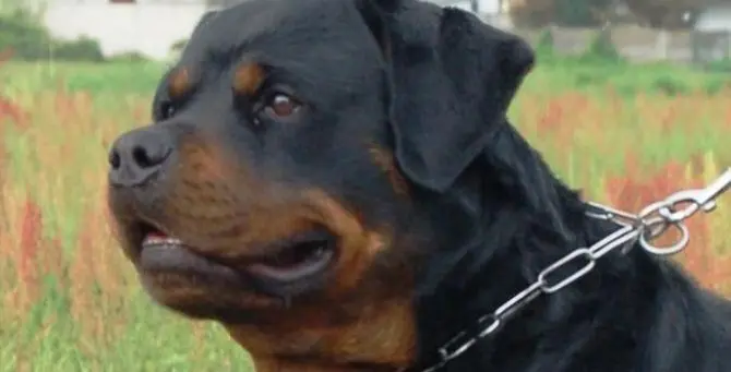 Bimba azzannata da due rottweiler, stava giocando in casa con l'amichetta