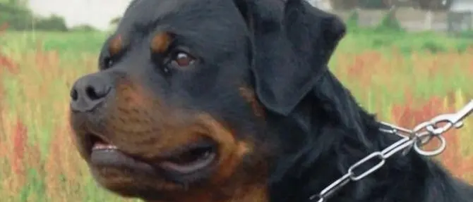 Bimba azzannata da due rottweiler, stava giocando in casa con l'amichetta