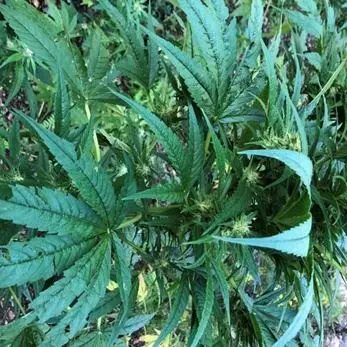 Avrebbe fruttato oltre 500mila euro, sequestrata piantagione di marijuana