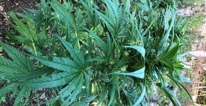 Avrebbe fruttato oltre 500mila euro, sequestrata piantagione di marijuana