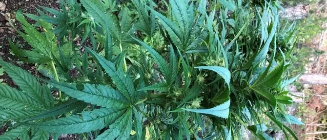 Avrebbe fruttato oltre 500mila euro, sequestrata piantagione di marijuana