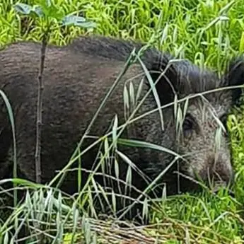 Emergenza cinghiali, si spara anche nel Parco e si controlla la tubercolosi