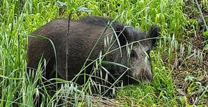 Emergenza cinghiali, si spara anche nel Parco e si controlla la tubercolosi