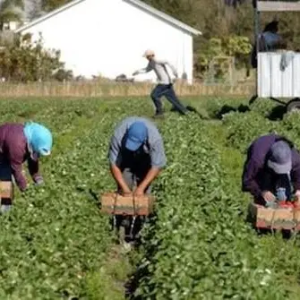 Sparava ai braccianti per farli lavorare di più, arrestato imprenditore agricolo