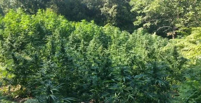 Sequestrata marijuana nel reggino, avrebbe fruttato 320mila euro