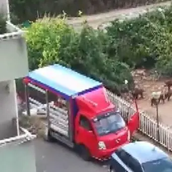 Venghino cinghiali, venghino! Ambulante li nutre, residenti furiosi