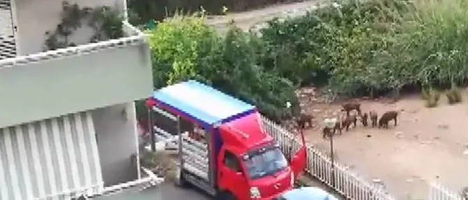 Venghino cinghiali, venghino! Ambulante li nutre, residenti furiosi