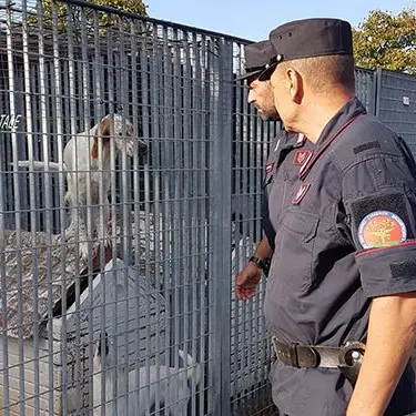 Nel canile di Rossano animali maltrattati, certificati falsi e ambulatori non a norma