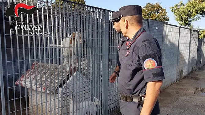 Nel canile di Rossano animali maltrattati, certificati falsi e ambulatori non a norma