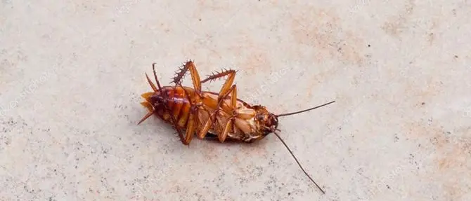 Blatte morte in cucina che fornisce pasti alle scuole, arrivano i Nas