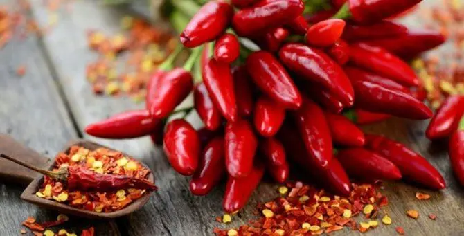 Il peperoncino calabrese impara il cinese: accordo per festival mondiale