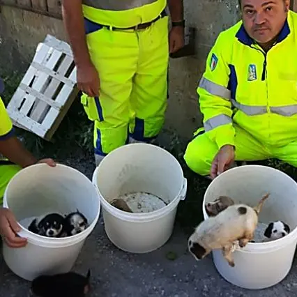 Nove cuccioli abbandonati sotto il ponte di Pizzo, salvati