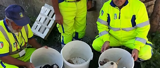 Nove cuccioli abbandonati sotto il ponte di Pizzo, salvati