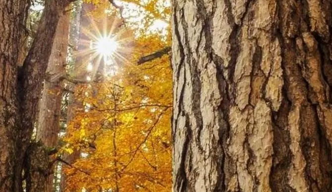 Foliage, lo spettacolo delle foglie d’autunno nei boschi della Sila