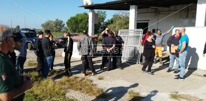 Cani morti e pessime condizioni igienico-sanitarie, blitz al canile di Gioia