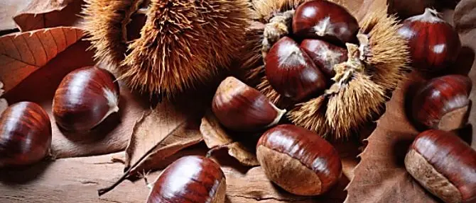 Cotronei, al via la sagra della Castagna: grande festa tra musica e degustazioni