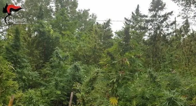 Ancora una piantagione di marijuana scoperta a San Luca