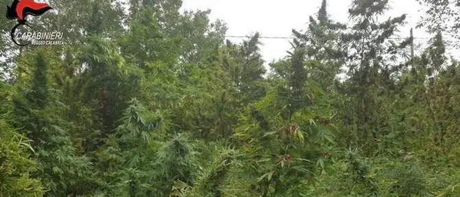 Ancora una piantagione di marijuana scoperta a San Luca