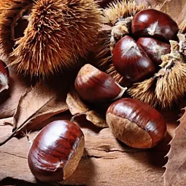 Le castagne tornano nei boschi calabresi, produzione in aumento del 25%
