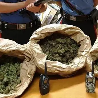 «Trasportiamo funghi», ma erano nove chili di marijuana: tre arresti
