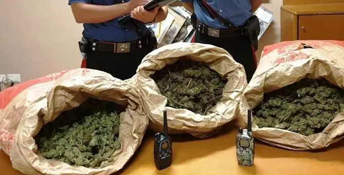 «Trasportiamo funghi», ma erano nove chili di marijuana: tre arresti