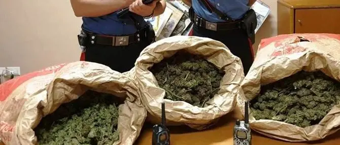 «Trasportiamo funghi», ma erano nove chili di marijuana: tre arresti