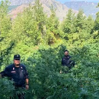 Sangineto, scoperte 150 piante di marijuana in un terreno demaniale