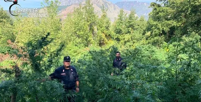 Sangineto, scoperte 150 piante di marijuana in un terreno demaniale