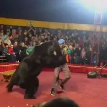 Orso si ribella al domatore e lo aggredisce, panico al circo