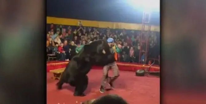 Orso si ribella al domatore e lo aggredisce, panico al circo