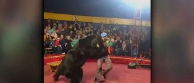 Orso si ribella al domatore e lo aggredisce, panico al circo