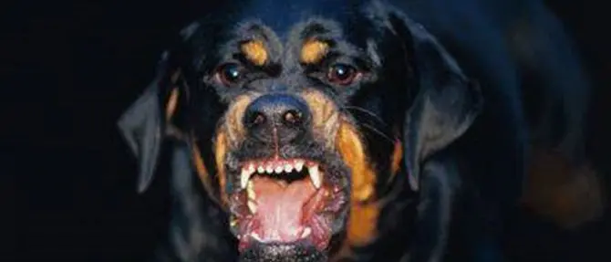 Aggredito dai cani di un parente: 73enne muore sbranato. Grave la moglie