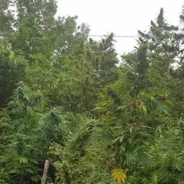 Droga, scoperte 300 piante di marijuana “californiana”