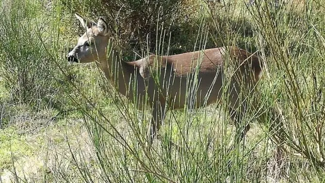 Parco Aspromonte, inaugurate due nuove aree destinate ai bambini