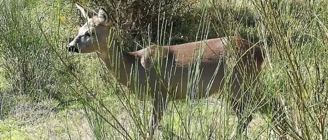 Parco Aspromonte, inaugurate due nuove aree destinate ai bambini