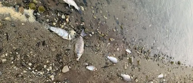 Moria di pesci al lago Angitola, l’Arpacal: «Trovate tracce di insetticidi»
