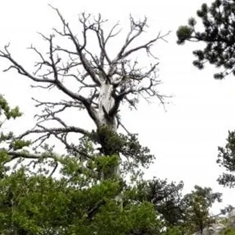 È in Calabria l’albero più vecchio d’Europa: Italus ha 1.230 anni