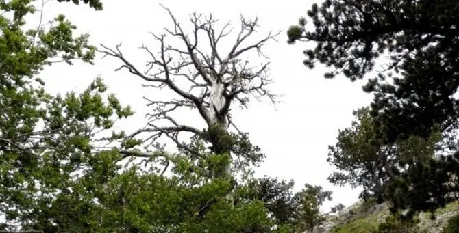 È in Calabria l’albero più vecchio d’Europa: Italus ha 1.230 anni