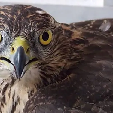 Ferito da una fucilata, rapace salvato da un cercatore di funghi nel Vibonese