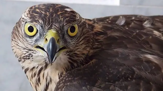 Ferito da una fucilata, rapace salvato da un cercatore di funghi nel Vibonese