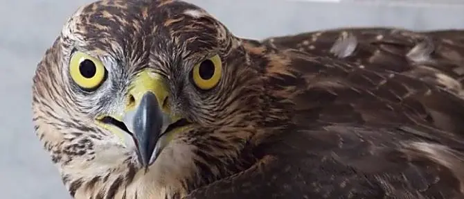 Ferito da una fucilata, rapace salvato da un cercatore di funghi nel Vibonese