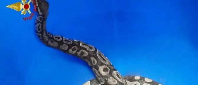 Trovano un pitone nel giardino di casa, attimi di paura per una famiglia