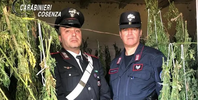 Laboratorio artigianale di marijuana, arrestati padre e figlio a Bonifati