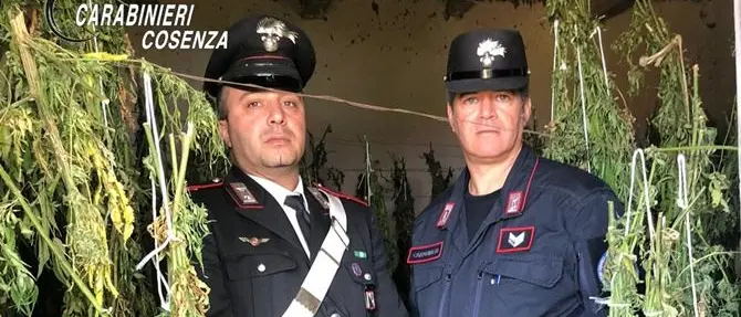 Laboratorio artigianale di marijuana, arrestati padre e figlio a Bonifati