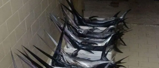 Pesca illegale, sequestrati attrezzi vietati e piccoli esemplari di spada